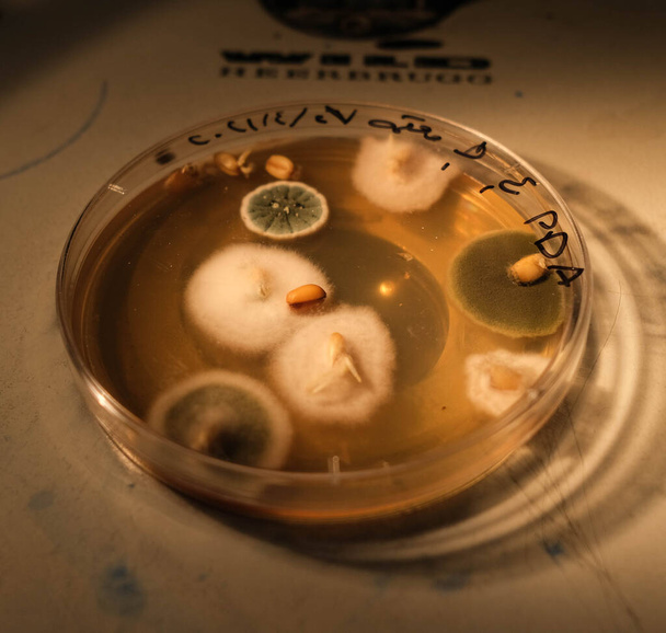 basra, Iraq - april 30, 2021: photo of fungi growth on agar media in petri dish - Photo, Image