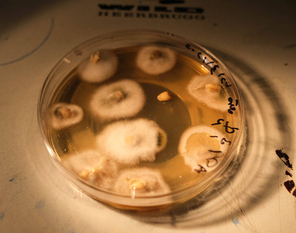 Basra, Irak - 30 kwietnia 2021: zdjęcie wzrostu grzybów na podłożu agarowym w szalce Petriego - Zdjęcie, obraz