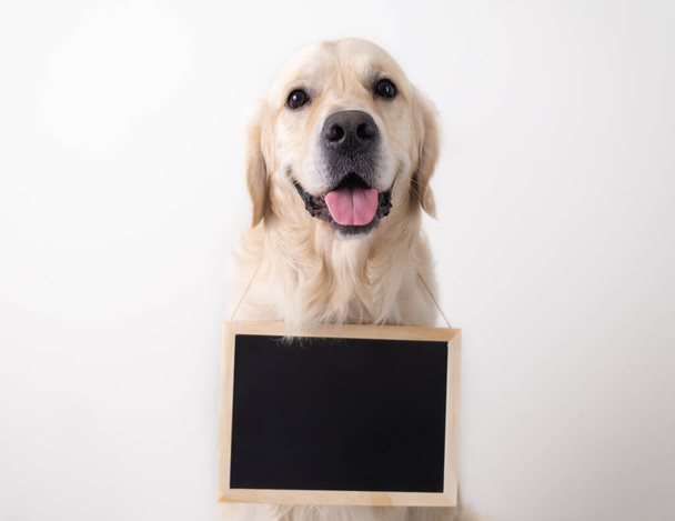 Il cane sta tenendo un cartello nero con posto per il testo. Golden Retriever con un banner pubblicitario bianco si siede su uno sfondo bianco. - Foto, immagini