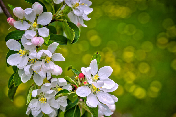 Richmond Hill, Οντάριο / Καναδάς - 14 Μαΐου 2019: λευκά άνθη κερασιάς με θολό φόντο εστίασης  - Φωτογραφία, εικόνα