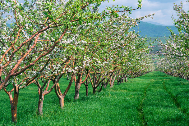 Рядок красивого цвітіння декоративних яблунь і фруктових дерев. Сільське господарство
 - Фото, зображення