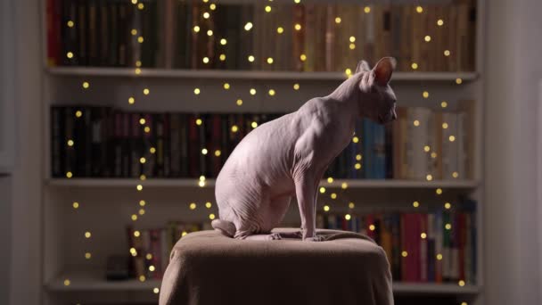Bezsrstá kočka sedí v útulné místnosti na křesle a olizuje se na knihovně na pozadí - Záběry, video