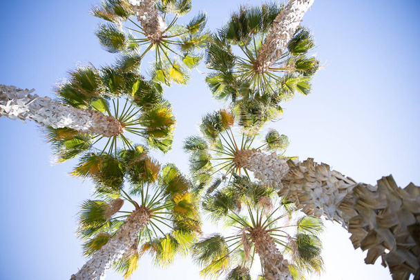 Palmbomen tijdens een dag met heldere zomerhemel, uitzicht van onderen - Foto, afbeelding