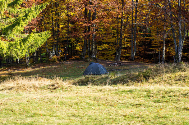 One tourist tent in the forest. Autumn forest. Sunny day. - Photo, Image
