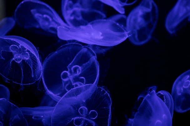 A flock of jellyfish under water on a dark background. Natural natural background - Foto, immagini
