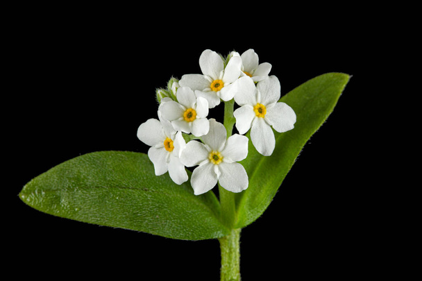 Flores blancas de Forget-me-not (Myosotis arvensis), aisladas sobre fondo negro - Foto, Imagen
