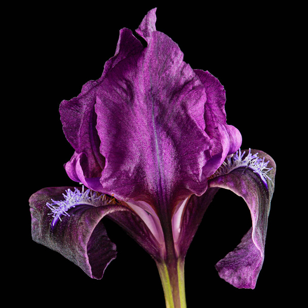 Burgunder-violette Blume der Zwergbärtigen Iris, isoliert auf schwarzem Hintergrund - Foto, Bild