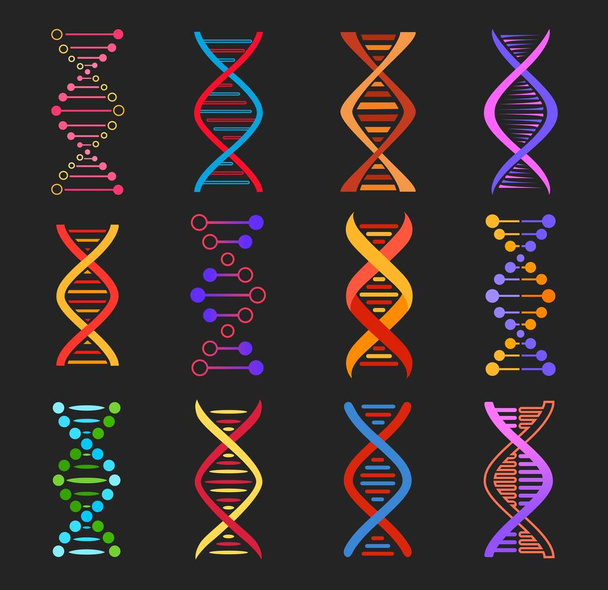 DNA helix vector icons of genetics medicine and biotechnology. Isolated molecules of DNA double strand, colorful chains of human chromosome, gene legacy and genome evolution design - Vector, Image