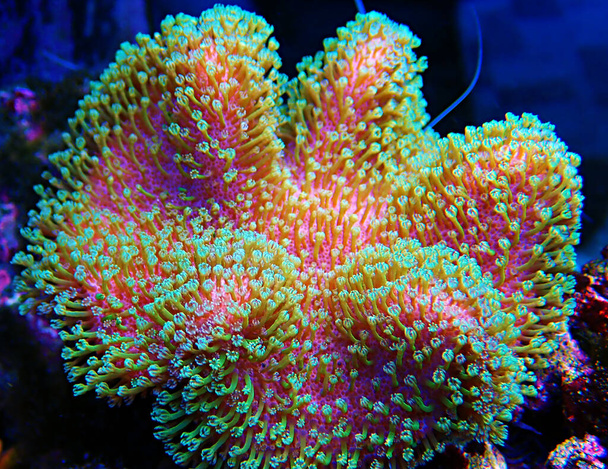 Sarcophyton μαλακό κοράλλι με πράσινους πολύποδες - Sarcophyton ehrenbergi - Φωτογραφία, εικόνα