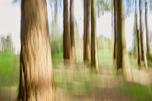 ICM (Intentional Camera Movement) é usado verticalmente para criar uma visão abstrata da floresta de coníferas sob o sol - Foto, Imagem