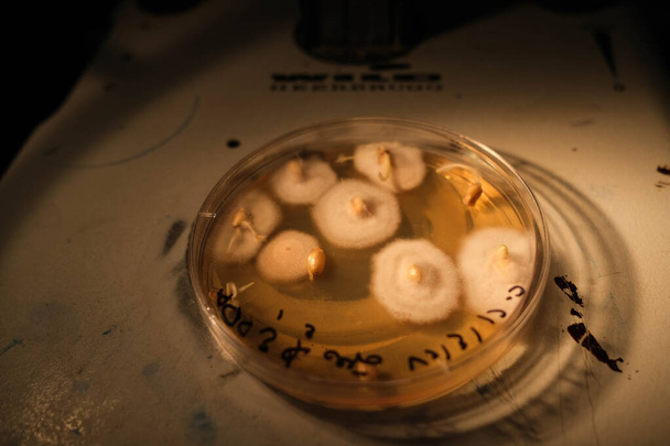basra, Iraq - 30 de abril de 2021: foto del crecimiento de hongos en los medios de comunicación agar en la placa de Petri - Foto, Imagen