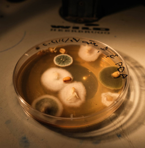 basra, Iraque - 30 de abril de 2021: foto do crescimento de fungos em meios de ágar em placa de Petri - Foto, Imagem