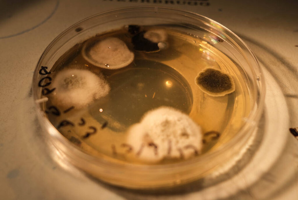 basra, Irak - 30 avril 2021 : photo de la croissance des champignons sur gélose dans une boîte de Pétri - Photo, image