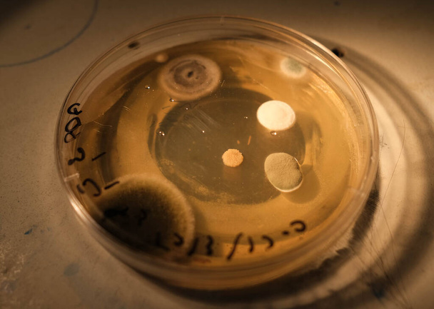basra, Iraq - 30 de abril de 2021: foto del crecimiento de hongos en los medios de comunicación agar en la placa de Petri - Foto, imagen