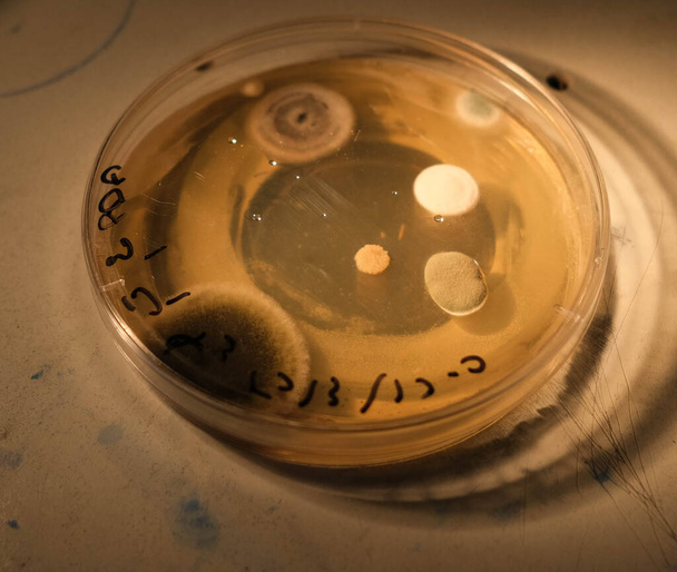 basra, Irak - április 30, 2021: fotó a gombák növekedését agar média Petri-csészében - Fotó, kép