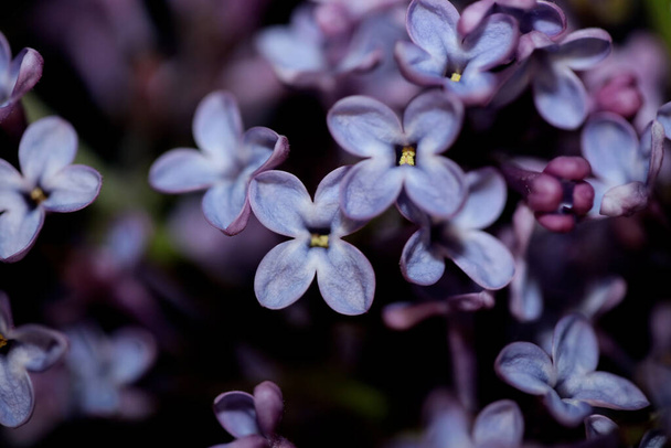 Flor púrpura flor primer plano fondo Syringa vulgaris familia oleaceae botánica moderna de alta calidad impresiones de gran tamaño - Foto, imagen