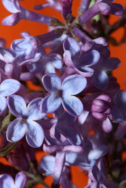 Цветение фиолетового цвета крупным планом Syringa vulgaris семейства oleaceae ботанические современные высококачественные печати больших размеров - Фото, изображение