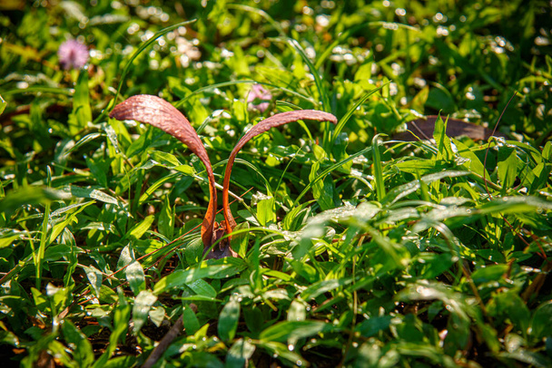 Dipterocarpus alatus Roxb (Yang, Gurjan, Garjan) seed fall down on the grasses. Yang, Gurjan or garjan seeds. - Photo, Image