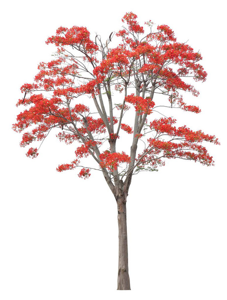 Красный яркий королевский пуанчана цветок цветущий дерево изолированы на белом фоне для дизайнерских работ - Фото, изображение