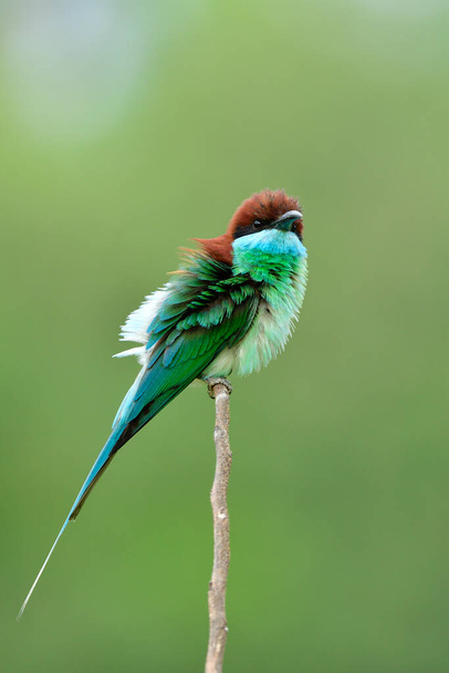 Asombroso pájaro verde con la cabeza marrón roja y la barbilla azul posando en palo de madera en plumas pluffy, tragador de abejas de garganta azul (merops viridis) - Foto, Imagen