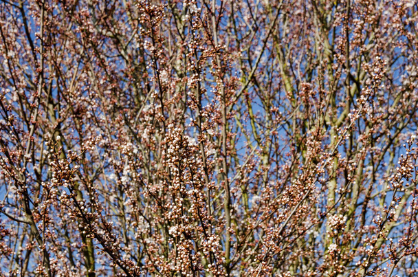 Kukkiva kirsikkapuu peitetty silmuja aikeissa puhjeta vaaleanpunainen kukka aurinkoisena päivänä helmikuussa, Berkshire. - Valokuva, kuva