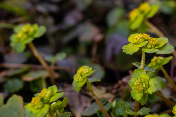 Chrysosplenium alternifolium planta que crece en el bosque - Foto, imagen