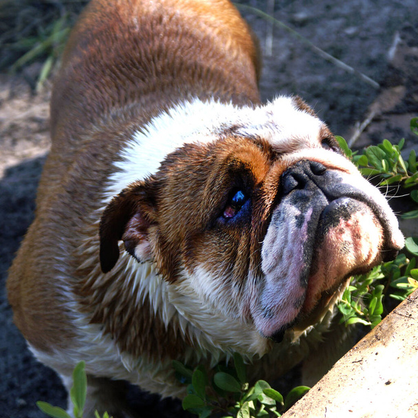 Milovaný mokrý pes hledající lásku a / nebo uznání po koupeli v bazénu - Fotografie, Obrázek