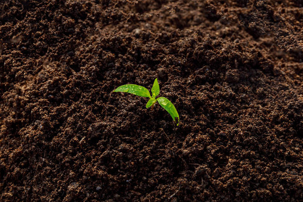 Transplanting seedlings. Single seedling of young pepper in fertile soil. - Zdjęcie, obraz
