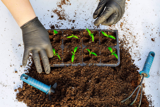 Zaailingen overplanten. Het omzetten van jonge peper zaailingen in vruchtbare grond. - Foto, afbeelding
