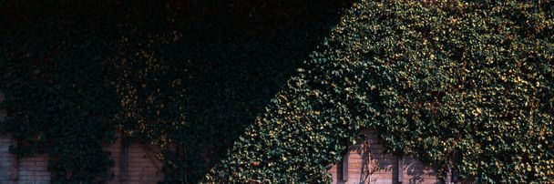 A panoramic shot of leafy vines climbing on a brick wall with sunrays - Фото, изображение
