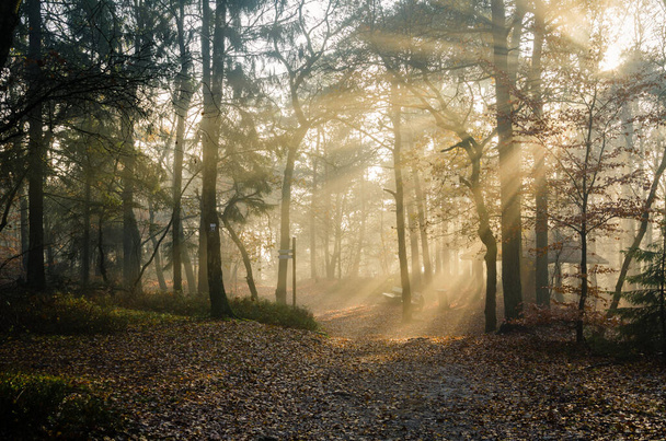 The gorgeous sunlight in the Teutoburg Forest in Germany - Foto, Bild