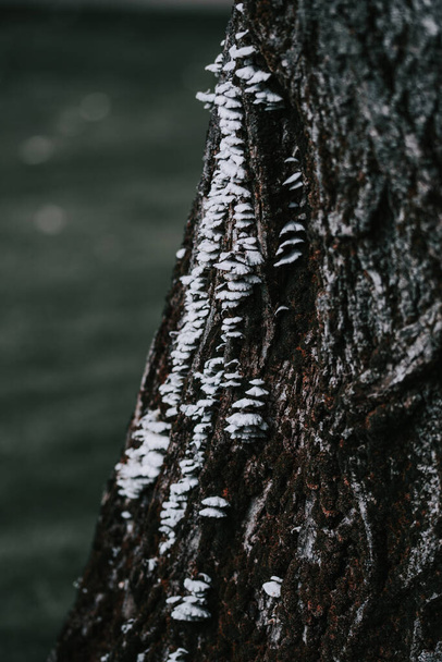 A closeup shot of hoof fungus on a tree trunk - Foto, imagen