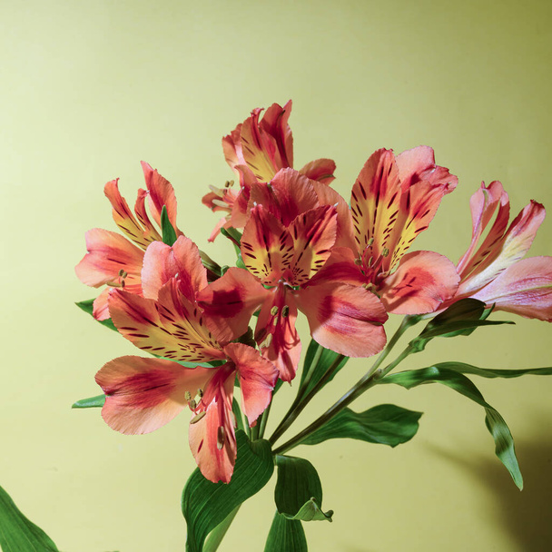 kytice krásných květin na jasném pozadí, koncepce jaro a den matek, zblízka   - Fotografie, Obrázek
