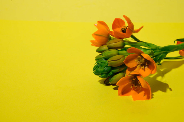 красивые цветы на ярком фоне, весна и День матери концепции, близкий вид   - Фото, изображение