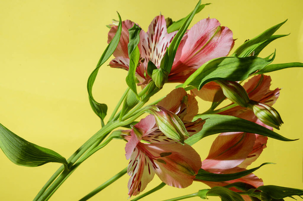 mooie bloemen op heldere achtergrond, lente en moederdag concept, close view   - Foto, afbeelding