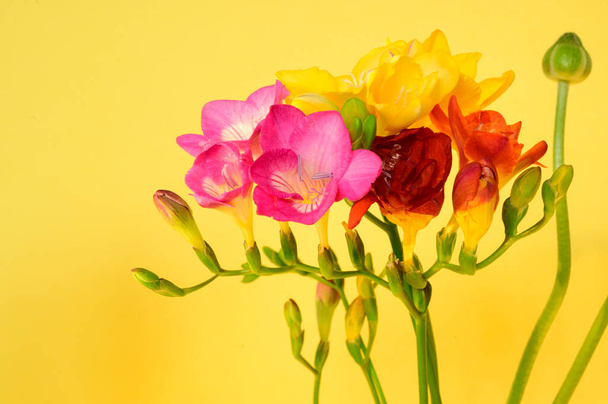 beautiful flowers on bright background, spring and mother day concept, close view   - Photo, Image