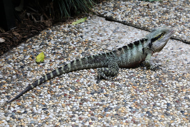 Primer plano del dragón de agua en el pavimento en Brisbane, Queensland, Australia - Foto, Imagen