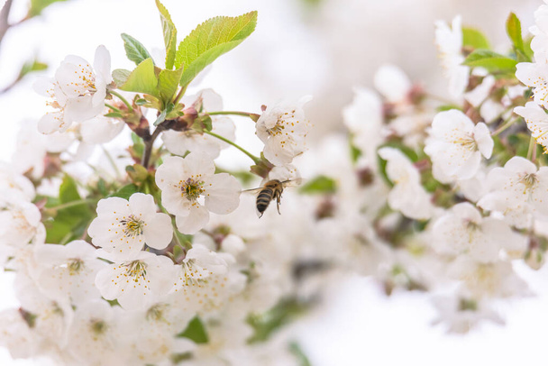 квітучі гілки кислих вишневих дерев з білими квітами та бджолами
 - Фото, зображення