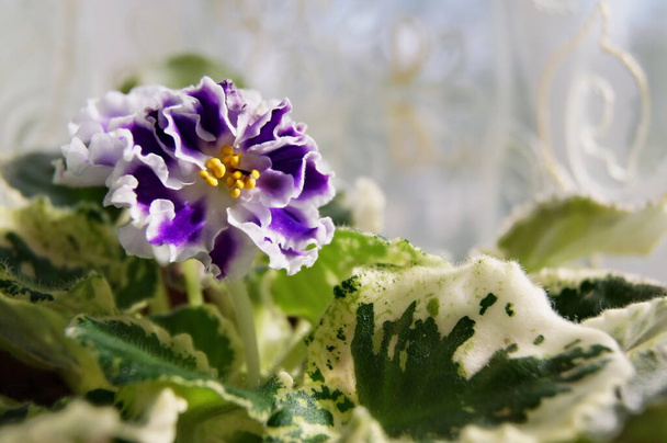 Primrose or primrose - a genus of plants of the primrose family. Representatives of the genus - perennial and annual grasses. Flowers with five petals, the correct shape, come in different colors: white. The leaves form a basal rosette.  - Photo, Image