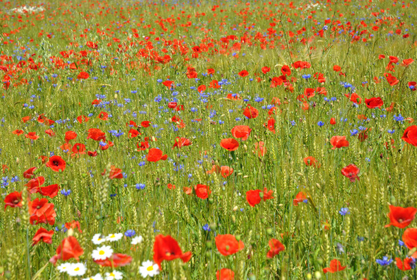 A blooming field background. The field full of beautiful red papaver rhoeas, corn poppies, sky blue cornflowers and white chamomile flowers.  - Photo, Image