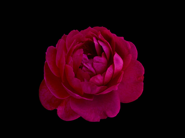 Pink rose isolated on a black background - Foto, Bild