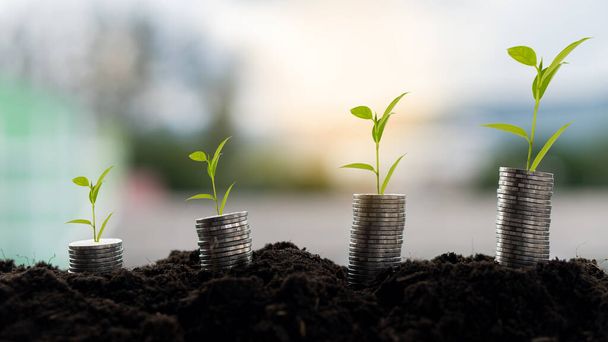 Stos monet z wierzchołkiem drzewa na szczycie idei wzrostu biznesu finansowego - Zdjęcie, obraz