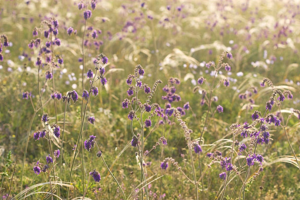 紫色の野生の花や草マット - 写真・画像