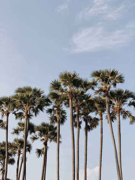 Nyári egzotikus trópusi pálmafák a kék ég ellen. Nyári utazási háttér - Fotó, kép