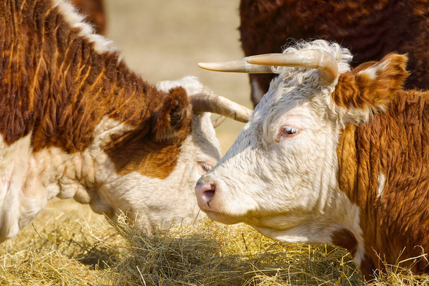 Ritratto di mucca di Chandler Herefords. Mucca marrone e bianca. Carino Arancione mucca con testa bianca - Foto, immagini