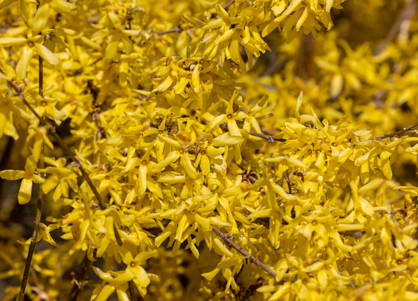 Forsythia europaea bush with yellow flowers blooming early spring  - Фото, изображение