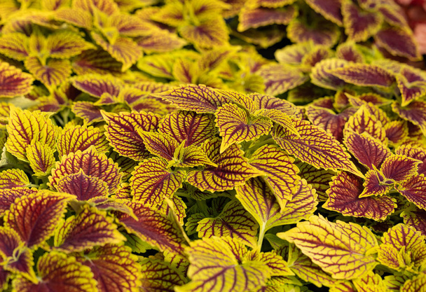 Květinový koberec z červených a zelených listů jádra. Přírodní scéna s dekorativními listovými zahradními rostlinami.  - Fotografie, Obrázek