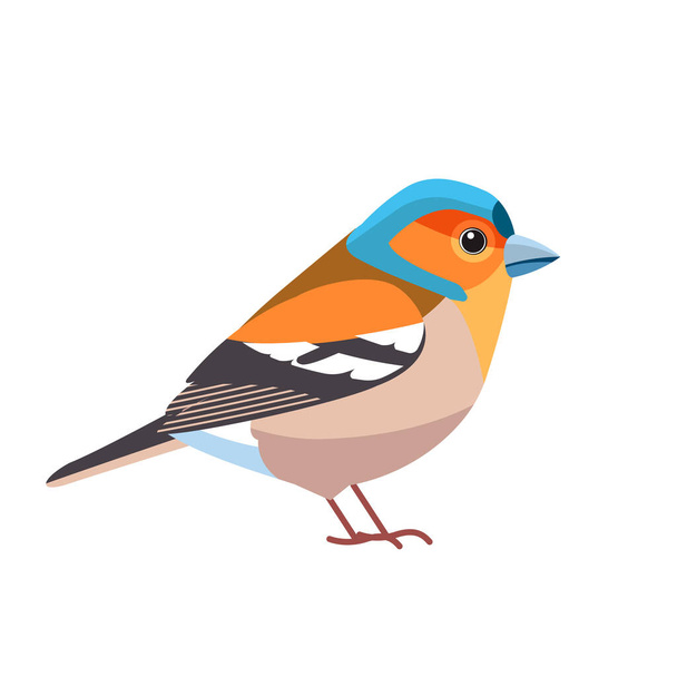 Chaffinch. Scientific name: Fringilla coelebs. Common chaffinch bird in the finch family Cartoon flat style beautiful character of ornithology, vector illustration isolated on white background - Vector, Image