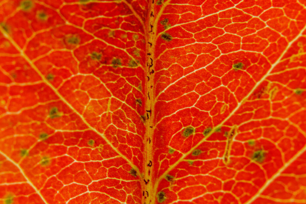 Primer plano otoño caída extrema macro textura vista de hoja de árbol de hoja de madera de color naranja rojo. Naturaleza inspiradora octubre o septiembre fondo de pantalla. Concepto de cambio de estaciones. Primer plano, enfoque selectivo - Foto, Imagen