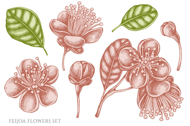 Vector set of hand drawn pastel feijoa flowers - Vector, imagen